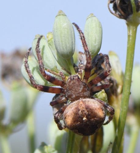 Araneus angulatus